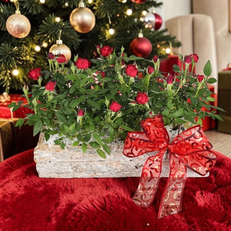 Scarlet Charm Planter | Edith Wilmot