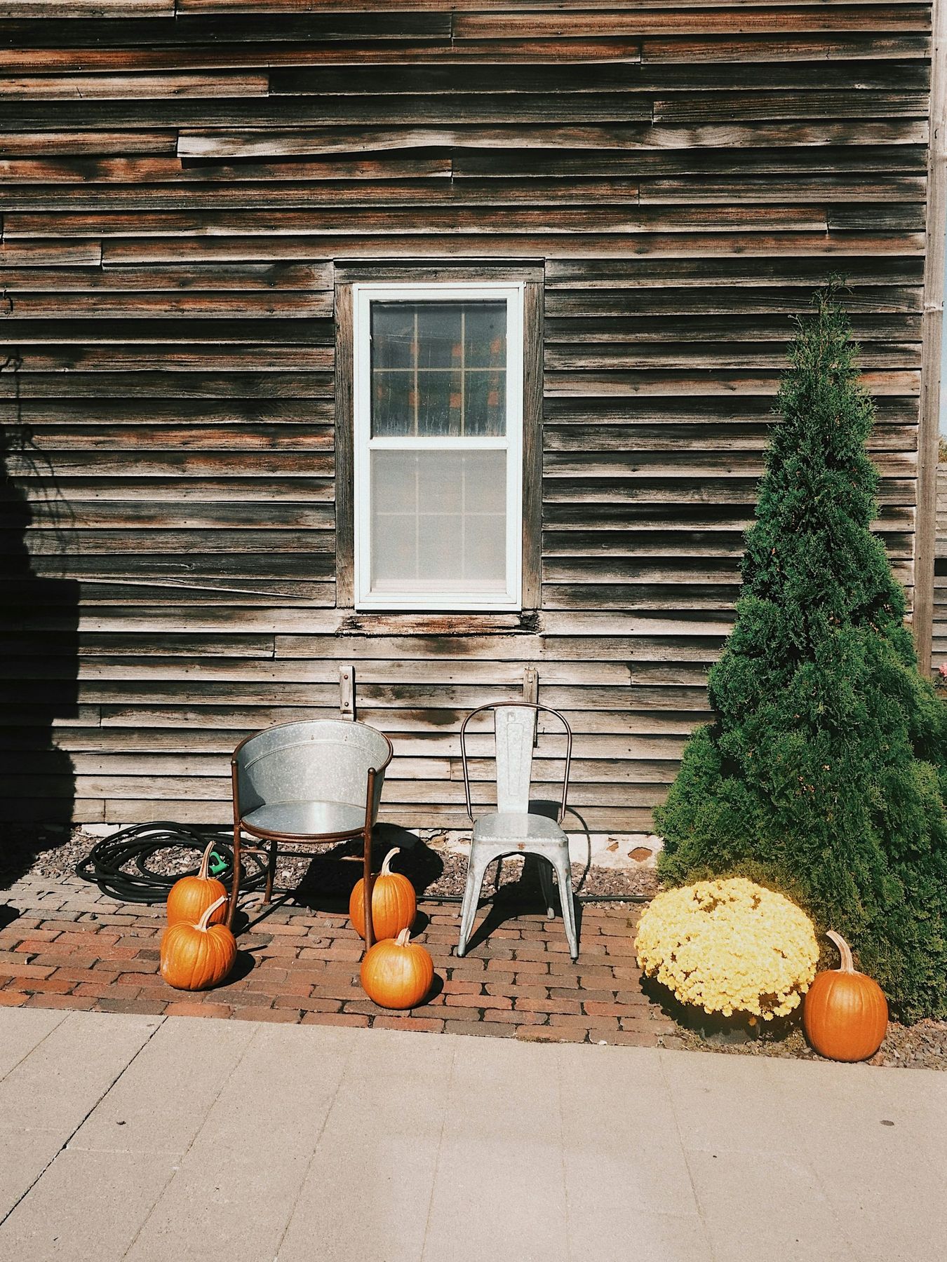 Taken in Amana Colonies, Iowa. A quiet autumn scene featuring metal chairs, pumpkins, and chrysanthemums against a rustic wooden wall. The textures and soft light evoke seasonal warmth and rural simpl