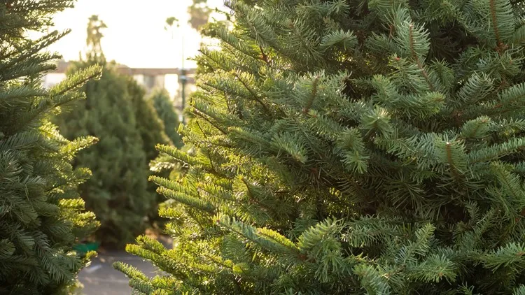 Where to get fresh cut Christmas trees in San Antonio | kens5.com