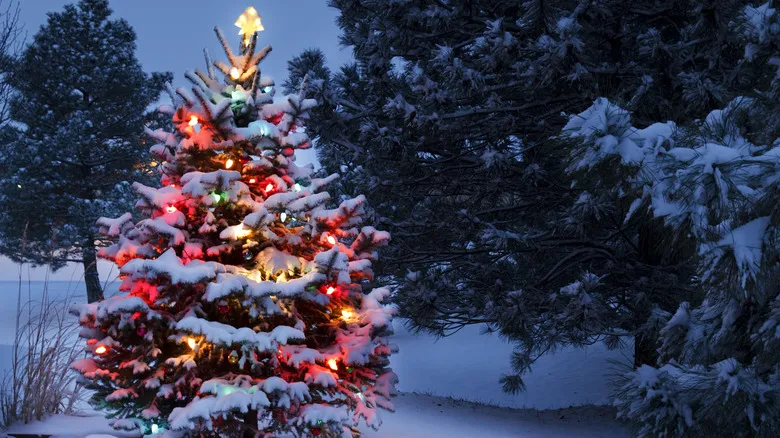 White Christmas Lights Vs. Multi-Colored: Which Is The Right Choice For You?