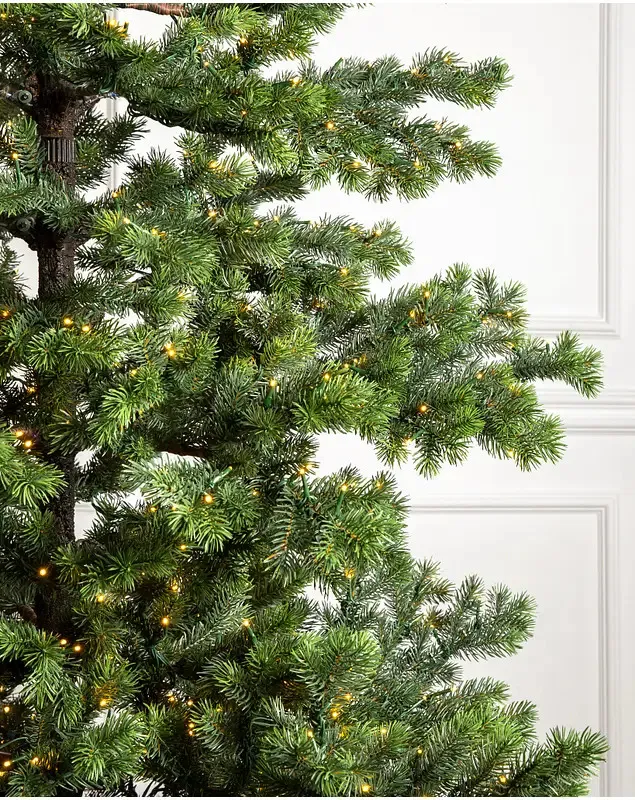 Yukon Spruce® - Grow Xmas Trees